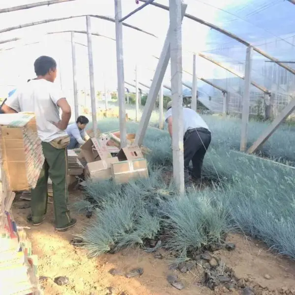 采购 蓝羊茅_观赏草蓝羊茅购买_公园蓝色茅草