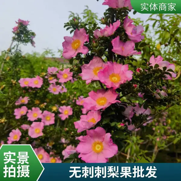 观光 赏花 赏果 吃果入药等多功能于一体的特色刺梨新品种 【无刺刺梨】