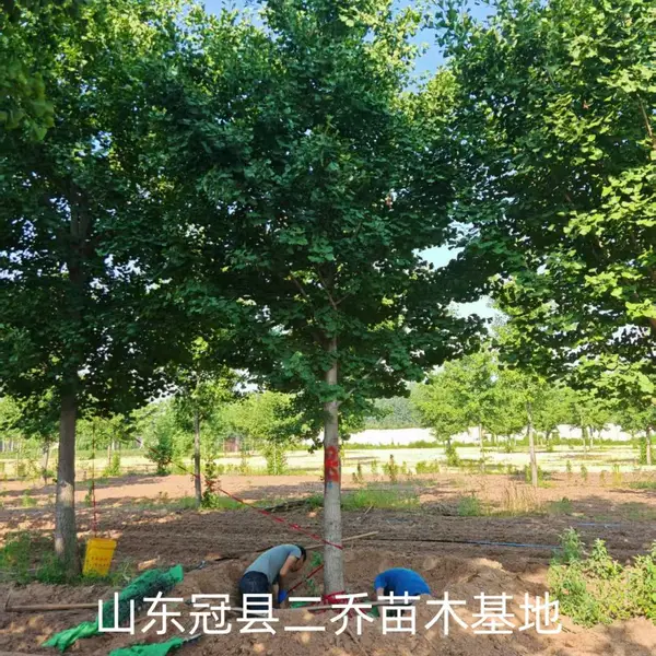 6公分至15公分银杏树,山东聊城高唐县原生冠银杏树基地,银杏树产地上车价格,山东聊城银杏树