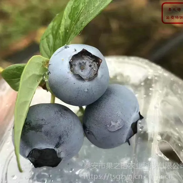 蓝莓树苗、蓝莓树苗价格