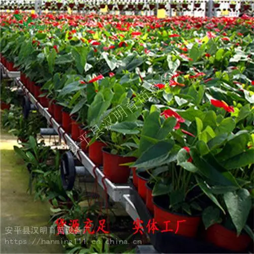 选购移动式苗床 热镀锌多层苗床网