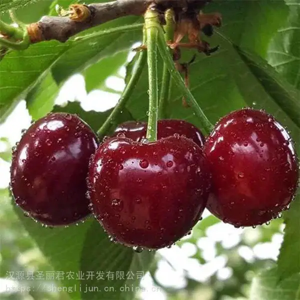 ����˹��ӣ��ӣ�ҹ�������˹��ӣ�Ҽ۸� ʥ����