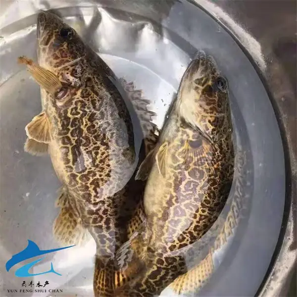 斑季鱼苗 淡水桂花鱼苗网箱养殖技术 供应翘嘴鱼苗