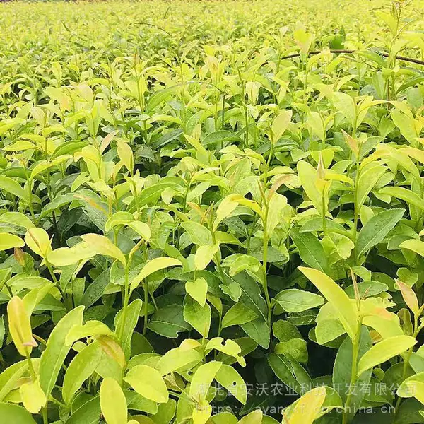 供应茶苗移栽苗黄金芽茶苗新品黄金芽茶苗