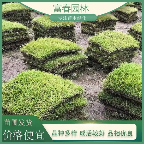 百慕大草坪 耐旱易打理 绿化护坡草坪 运动场专用 带泥土真草皮
