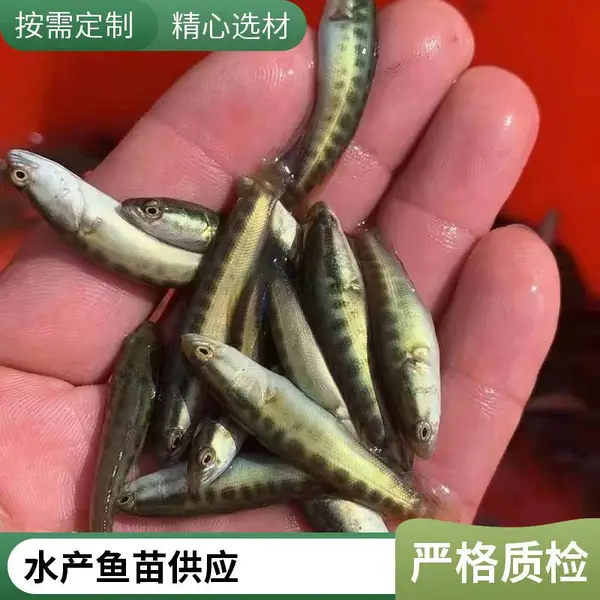 黑鱼苗泥鳅鱼苗 山东潍坊本地养殖场 鱼苗无病健壮
