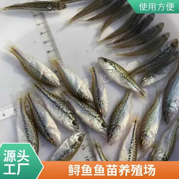 鲟鱼鱼苗鲈鱼苗 滨州本地养殖场 适合淡水养殖 抗性好