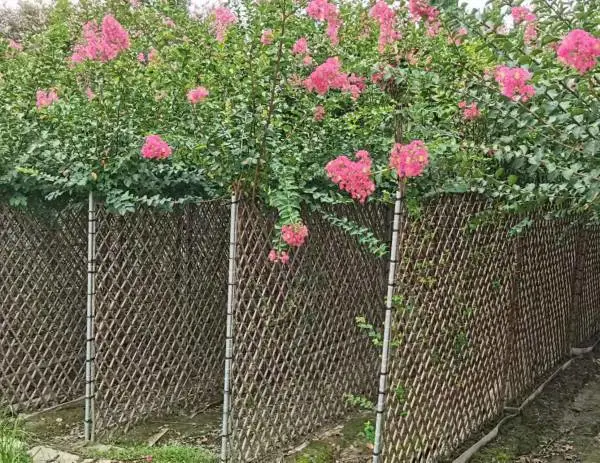 紫薇花瓶造型景观植物绿植编艺公园庭院绿植工程绿化苗木苗圃直供