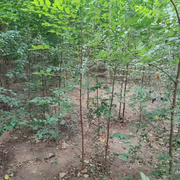 陕西榆林二乔苗木榆树小苗种植基地装车价格,3公分榆树苗厂家批发,榆树小苗产地报价