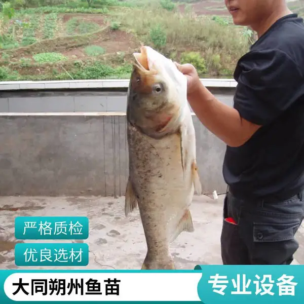 山西大同朔州黑鱼苗 泥鳅鱼苗 养殖场直销 优质苗种 降低养殖风险