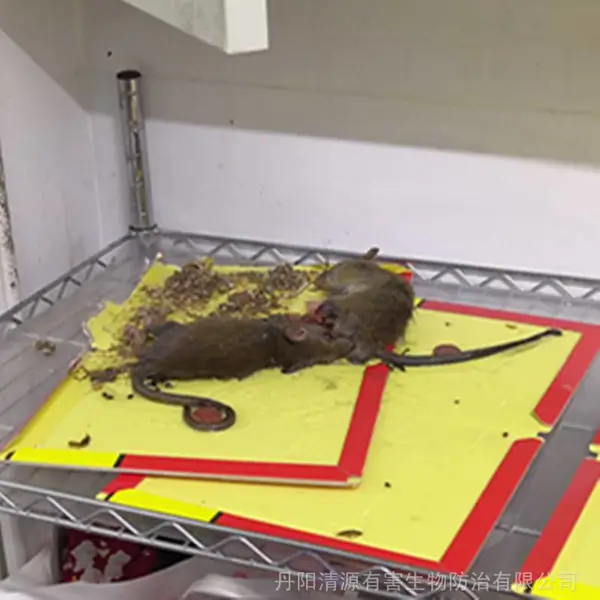 �򽭵���������������������������������Ч��***��
