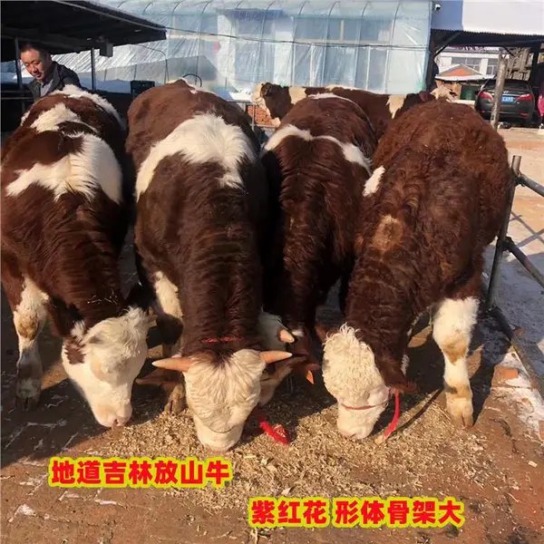400斤 西门塔尔四代母牛 多少一头