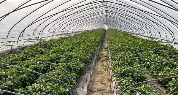 海南农用薄膜批发厂家 山东省守正塑业供应