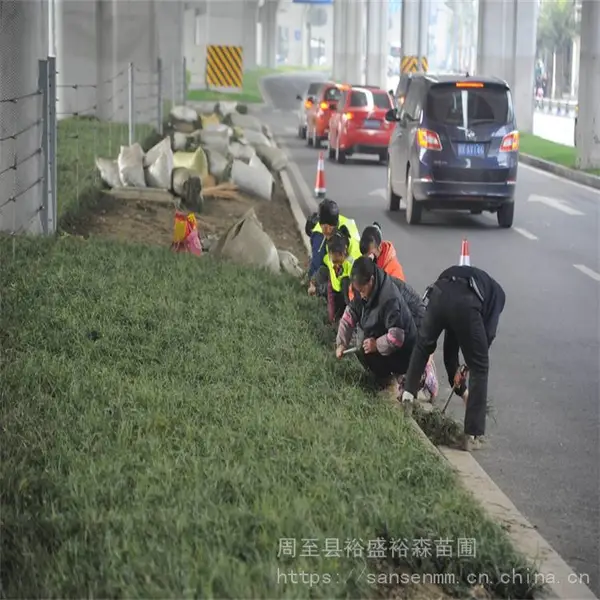 陕西延安麦冬 延安麦冬草自种基地-看货订货
