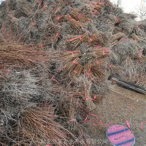 湖北水杉基地批发80厘米高两年生水杉苗水杉盆景