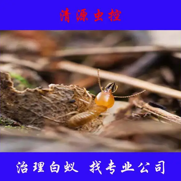 扬中清源虫控解答:新房装修如何预防白蚁