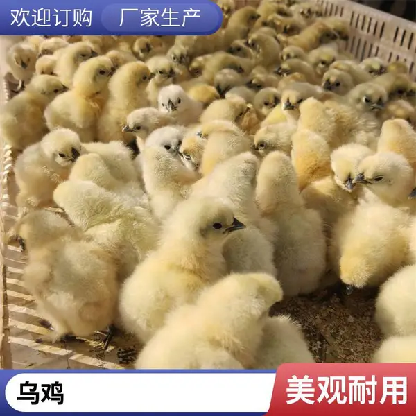 鑫天宏 抗病率强田间放养绿壳蛋鸡苗 珍禽养殖竹丝乌鸡供应