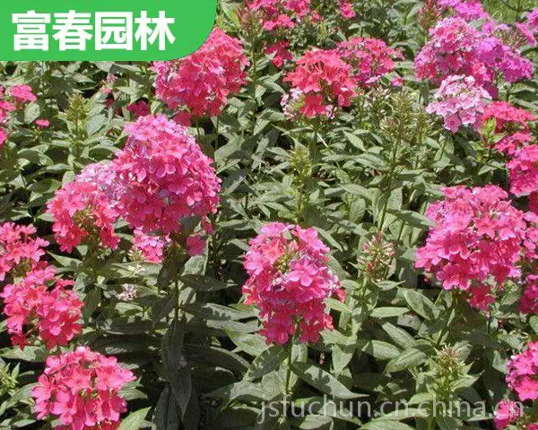 �޸���»�� ���л�̳�̻����̻��� ɫ������ �����Ը� �׳ɻ�