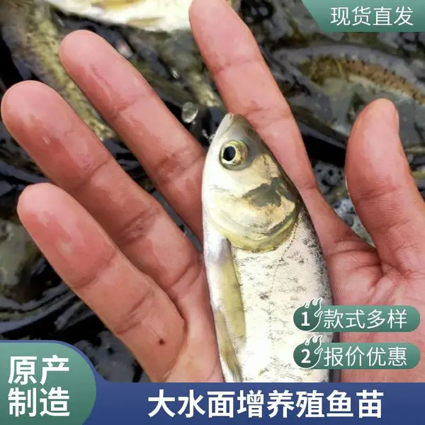 潍坊本地花鲢白鲢鱼苗养殖场 秋片春片 鳙鱼苗鲢鱼苗 耐低氧
