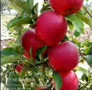 ��״ƻ������������ ��״ƻ�������Ǯ ��״ƻ����������