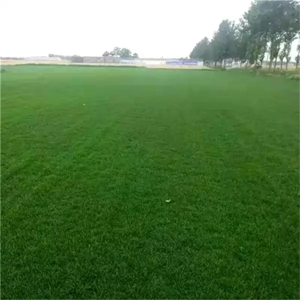 河源常青草种草籽基地批发护坡草坪种草种籽