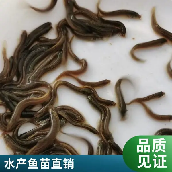 批发泥鳅水花苗 鱼种 认准江苏南京泥鳅苗鱼苗养殖场 品质可靠