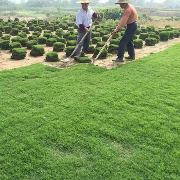 江西新余 马尼拉草皮 混播草坪出售价格 价格实惠