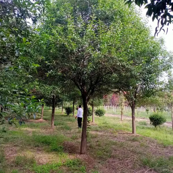 高杆定植大叶女贞-大叶女贞种植产地地-大叶女贞苗圃