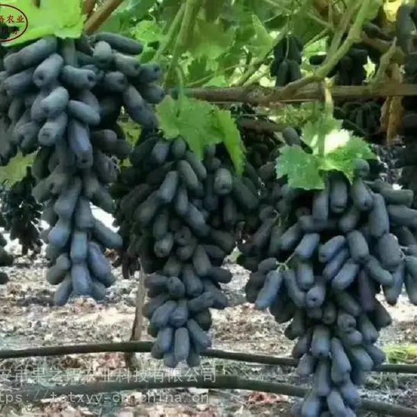 葡萄树苗价格、扦插葡萄苗、黑芭拉多葡萄树苗一棵的价钱