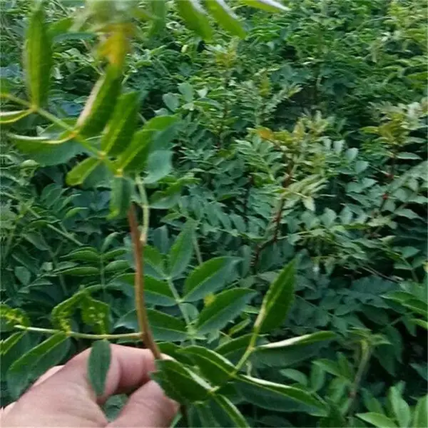 麻椒树苗 大量供应 帅阳苗木 韩城花椒苗 数量充足