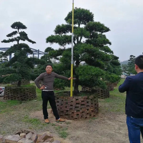 福建造型罗汉松盆景别墅专用,漳州大型造型罗汉松基地,广东造型罗汉松桩景基地报价
