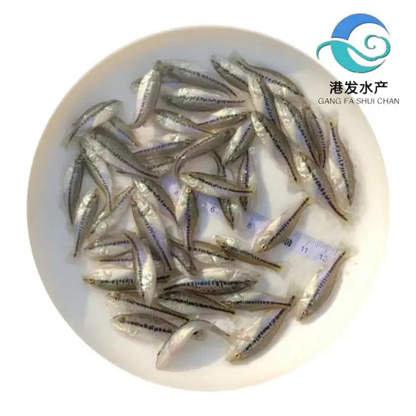 加州鲈鱼苗供应_港发水产专业人工驯化养殖_环境适应性广