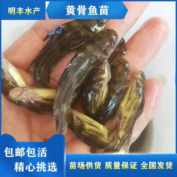 优选淡水黄辣丁鱼苗黄骨鱼苗请到港明渔业 质量保障