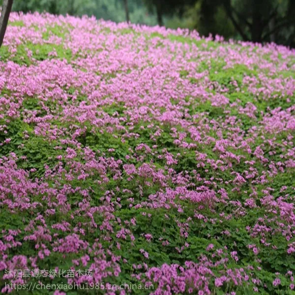供应:宿根地被植物 红花酢浆草-别名花花草、三叶草、草花植物
