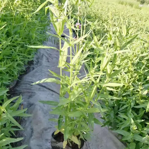 湖南盆栽荷花芦苇苗销售 益阳市芦苇种苗 每株3芽以上