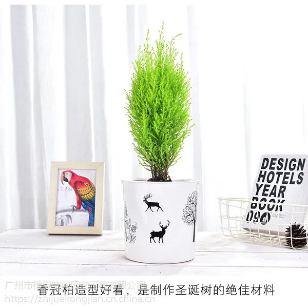 供应广州办公室绿植租赁绿色植物盆栽花绿植基地批发写字楼租香松植物