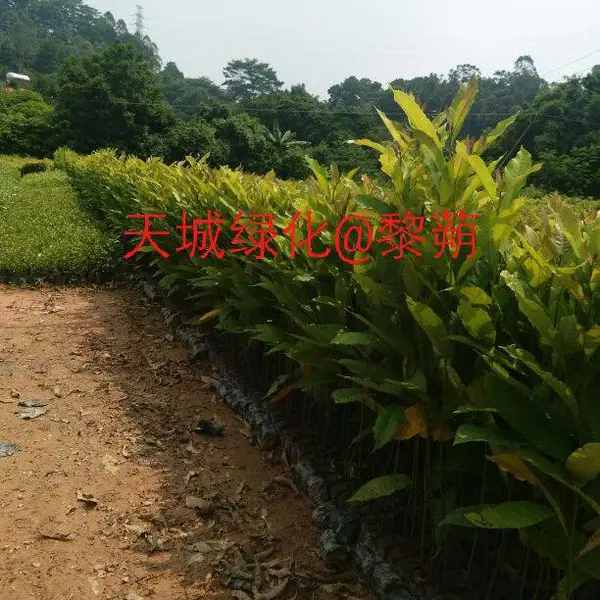 供应黎蒴 牛盼树(大叶栎)