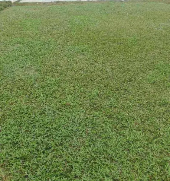 草皮基地批发兰引三号草…暖季型,耐旱,耐践踏,规格20cm,泥培