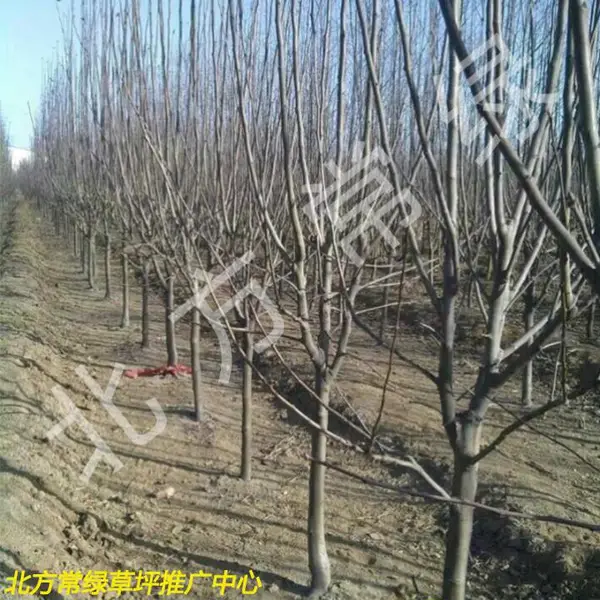 北京西府海棠假植苗基地直供