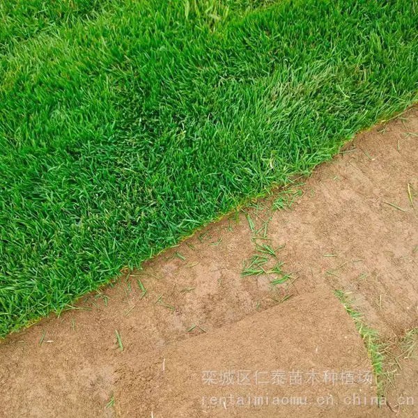 出售波斯菊种子 木茼蒿 观赏花种 白三叶 草皮 剪秋萝花籽