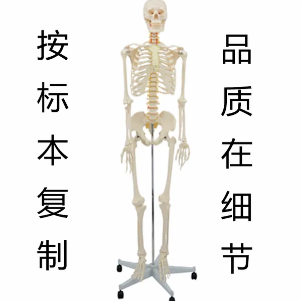 人体骨骼模型运动系统解剖人体解剖模型教学模型
