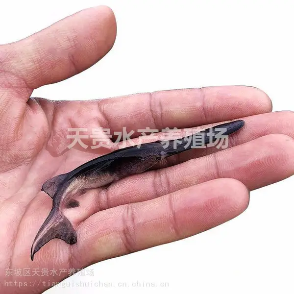 鸭嘴鱼苗 匙吻鲟鱼 品种好 存活率高 快大易养 免费技术支持 全国发货