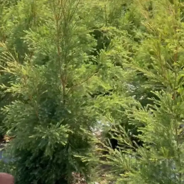 供应互叶白千层,提取澳洲茶树油