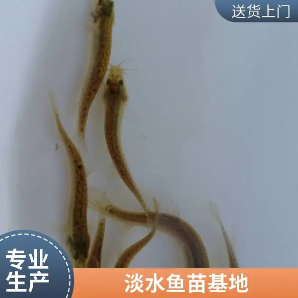 山东潍坊本地黑鱼苗泥鳅鱼苗养殖场 自产自销鱼苗基地直供