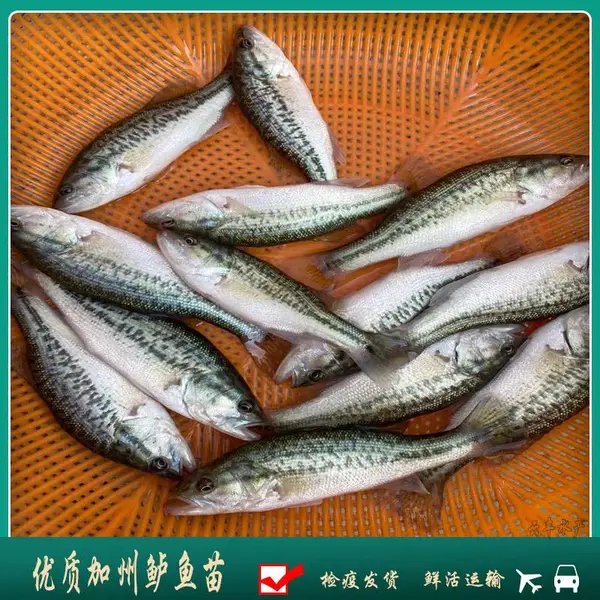 淡水鱼养殖 当季养殖加州鲈鱼苗规格询问 活***鲈鱼苗