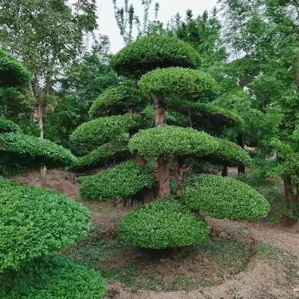 湖北京山对节白蜡造型树10公分-12公分-15公分-20公分批发价格