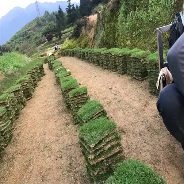 毕节兰引三号草坪 水库护坡草皮 易维护耐踩踏
