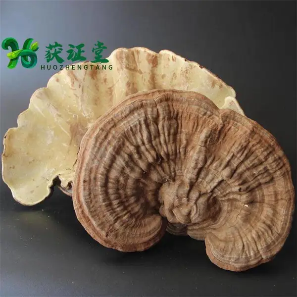 野赤色老母菌批发 药食同源多孔菌科真菌 顺丰包邮