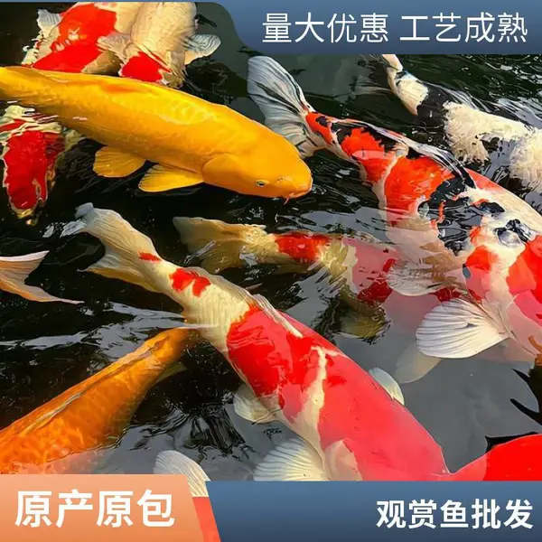 山东日照本地锦鲤养殖场 观赏鱼苗批发零售 规格齐全挑选灵活