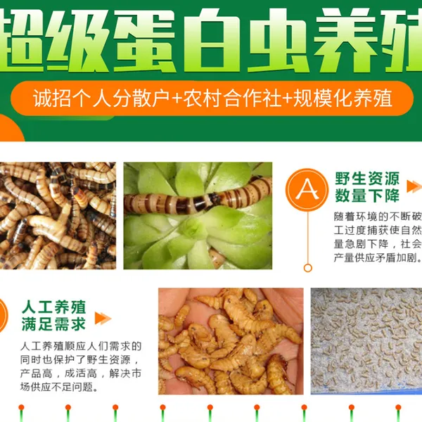 凉山大型精品蛋白虫养殖加盟合作回收